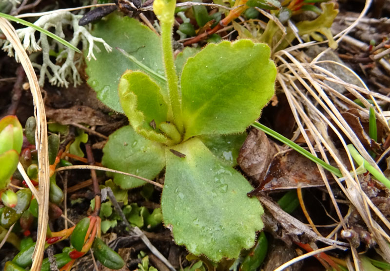 Primula daonensis / Primula della Val Daone